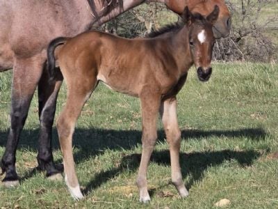 Bangles Bartender JW<BR>AQHA PENDING